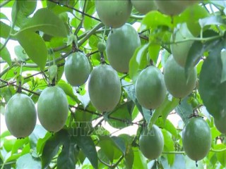 Nông nghiệp Sơn La khởi sắc từ chủ trương trồng cây ăn quả trên đất dốc